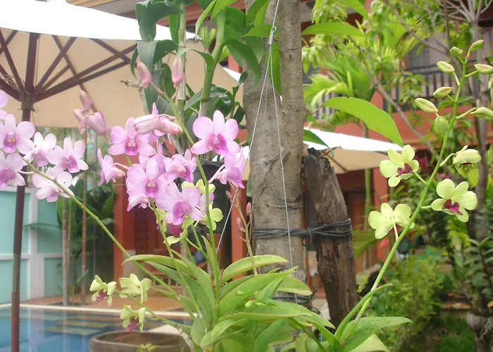 Jasmine 2*